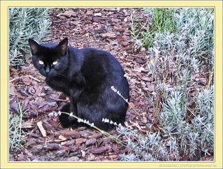 Regard d'Automne