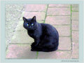 Un chat - facettes -- 25/10/04