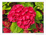 Moi, c'est Hortensia