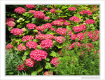 Ombrelles d'Hortensia
