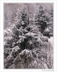 Neige entre ombre et lumi�re