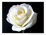 La Rose Blanche - Liloo