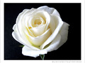 La Rose Blanche - Liloo -- 18/02/12